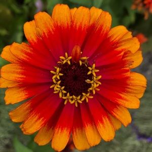 Meet your Posher, Allie